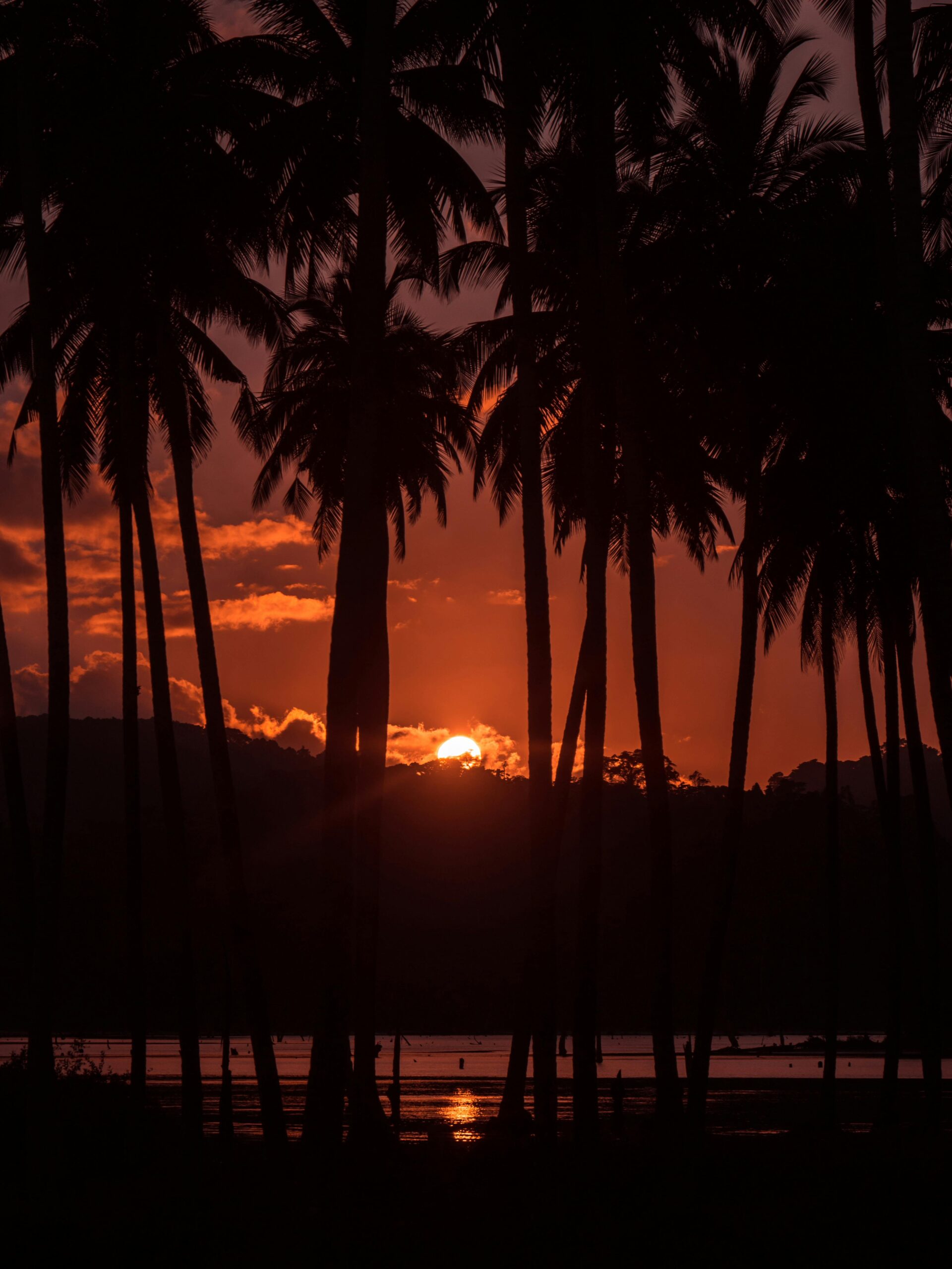 Dramatic sunset silhouette of palm trees in Andaman, India. Perfect for travel and nature themes.